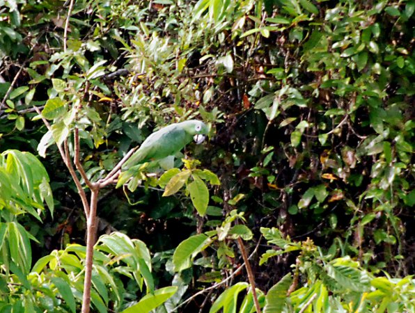 Photo (10): Mealy Parrot