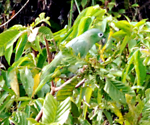 Photo (11): Mealy Parrot