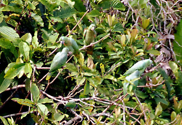 Photo (7): Mealy Parrot