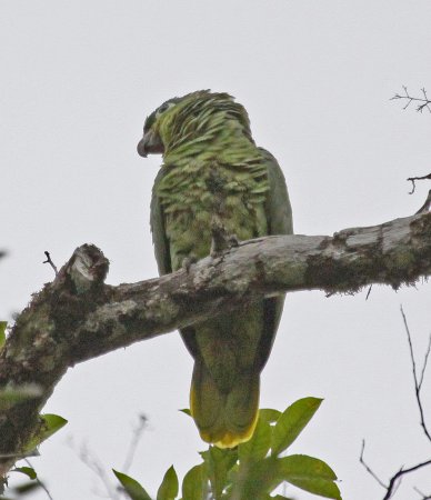 Photo (8): Mealy Parrot
