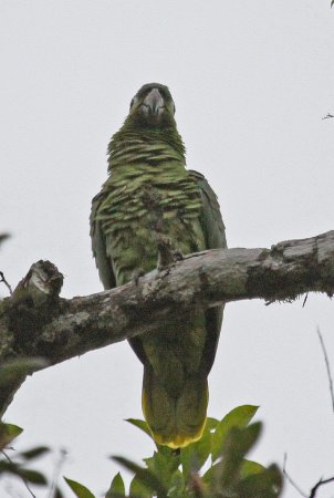 Photo (2): Mealy Parrot