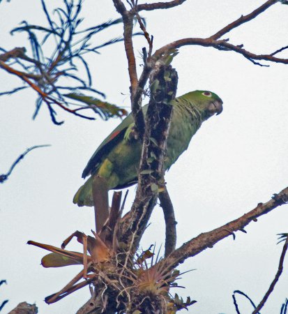 Photo (3): Mealy Parrot