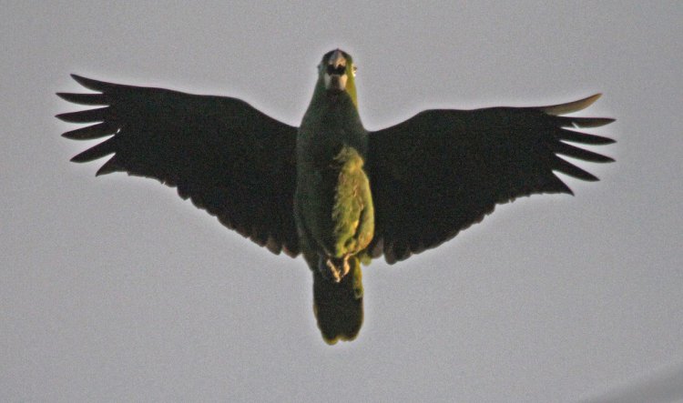 Photo (5): Mealy Parrot