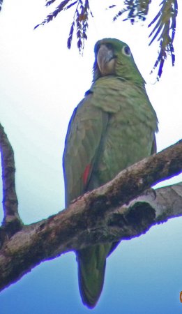 Photo (4): Mealy Parrot