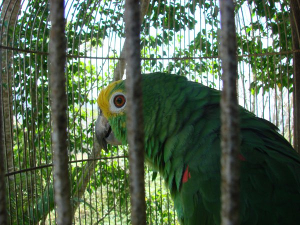 Photo (2): Yellow-crowned Parrot