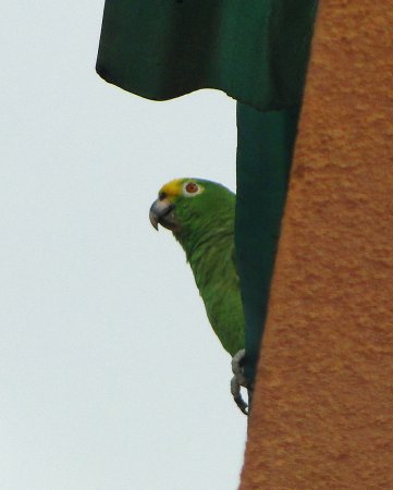 Photo (8): Yellow-crowned Parrot