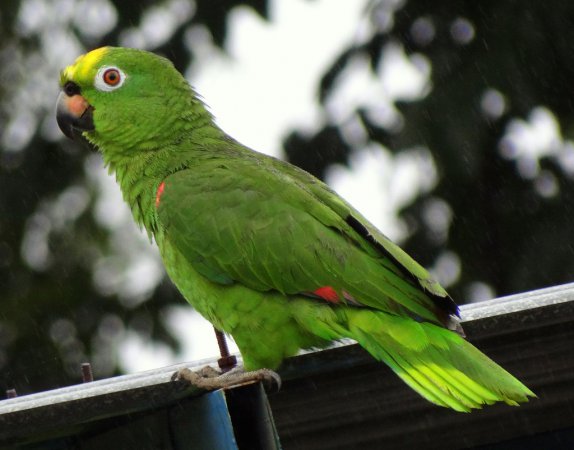 Photo (6): Yellow-crowned Parrot