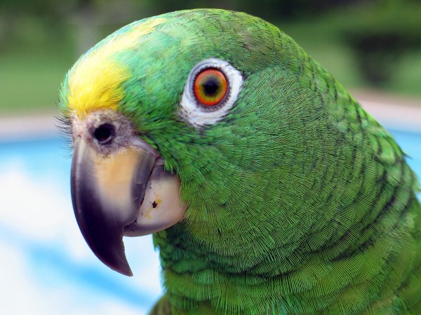 Photo (3): Yellow-crowned Parrot