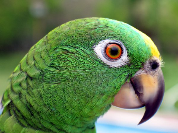 Photo (4): Yellow-crowned Parrot