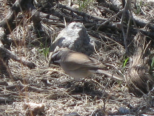 Dendroica USA - Black-throated Sparrow - Amphispiza bilineata