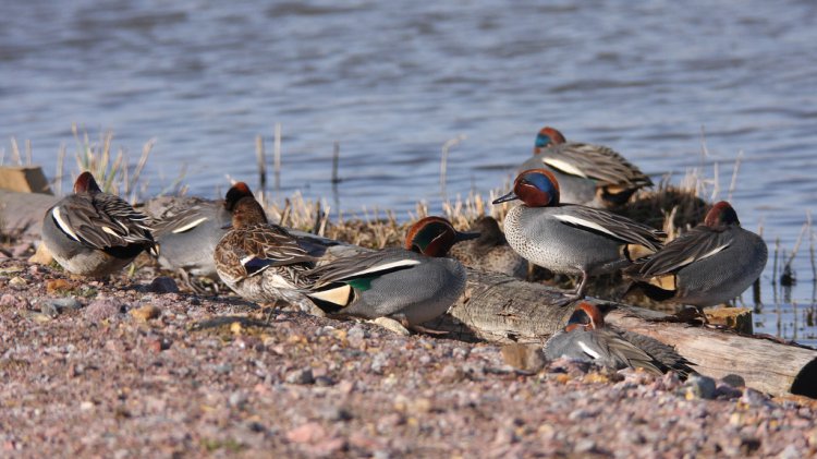 Photo (4): Green-winged Teal