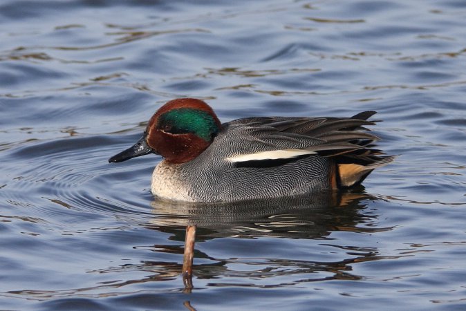 Photo (1): Green-winged Teal