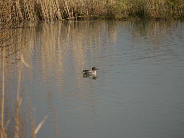 Photo (18): Green-winged Teal