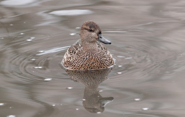 Photo (2): Green-winged Teal