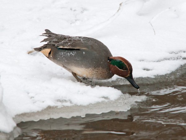 Photo (19): Green-winged Teal