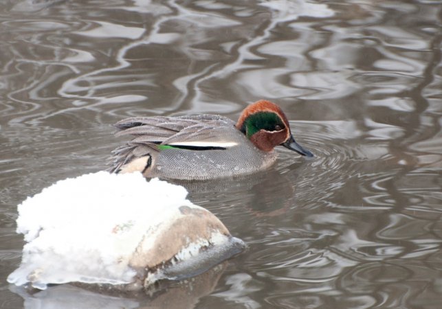 Photo (13): Green-winged Teal