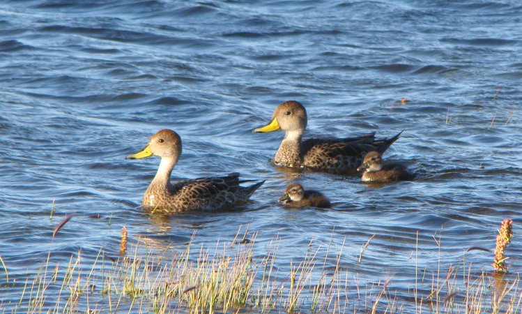 Photo (2): Yellow-billed Pintail