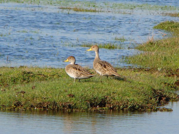 Photo (4): Yellow-billed Pintail