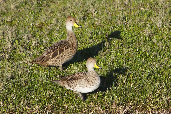 Photo (5): Yellow-billed Pintail