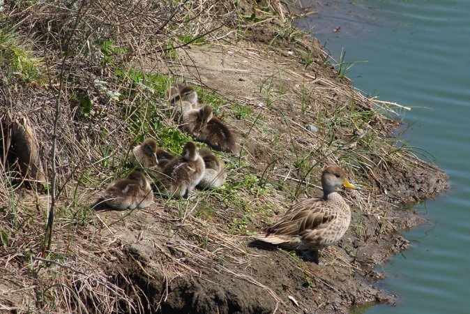 Photo (6): Yellow-billed Pintail