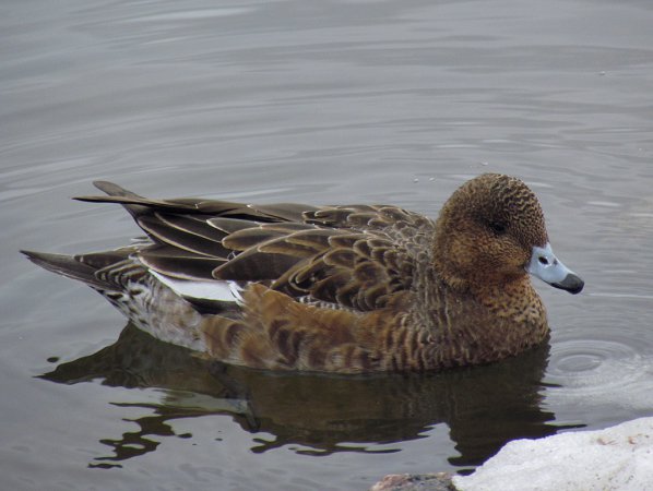 Photo (2): Eurasian Wigeon