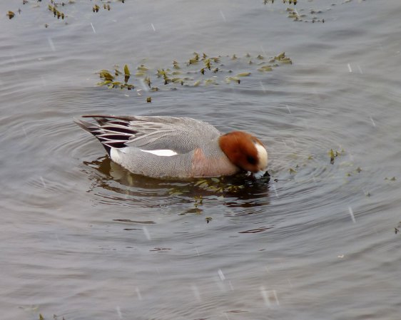 Photo (16): Eurasian Wigeon