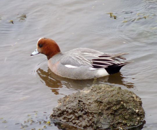 Photo (17): Eurasian Wigeon