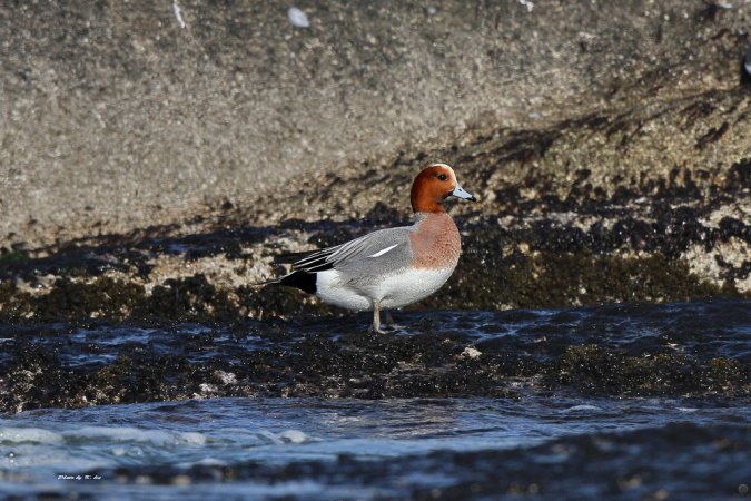 Photo (12): Eurasian Wigeon