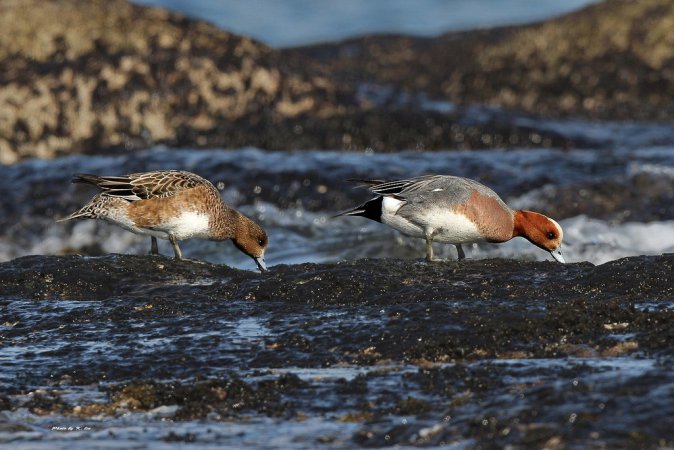 Photo (3): Eurasian Wigeon