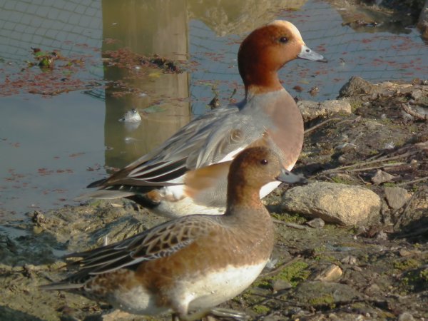 Photo (5): Eurasian Wigeon