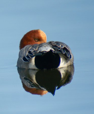 Photo (13): Eurasian Wigeon