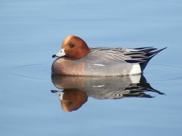 Photo (15): Eurasian Wigeon