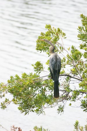 Photo (13): Anhinga