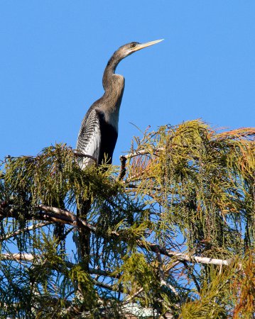 Photo (20): Anhinga