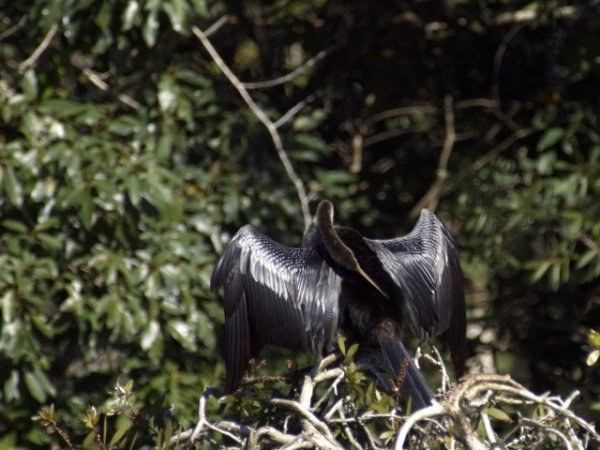 Photo (19): Anhinga