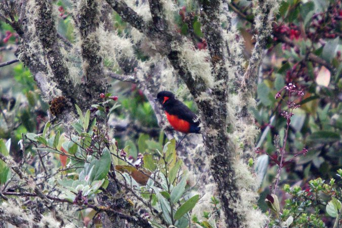 Photo (3): Scarlet-bellied Mountain-Tanager