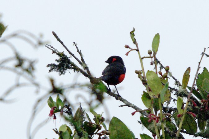 Photo (1): Scarlet-bellied Mountain-Tanager