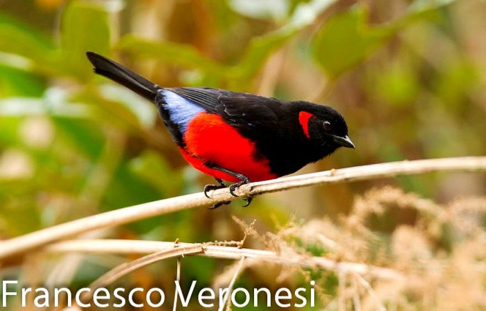 Photo (4): Scarlet-bellied Mountain-Tanager