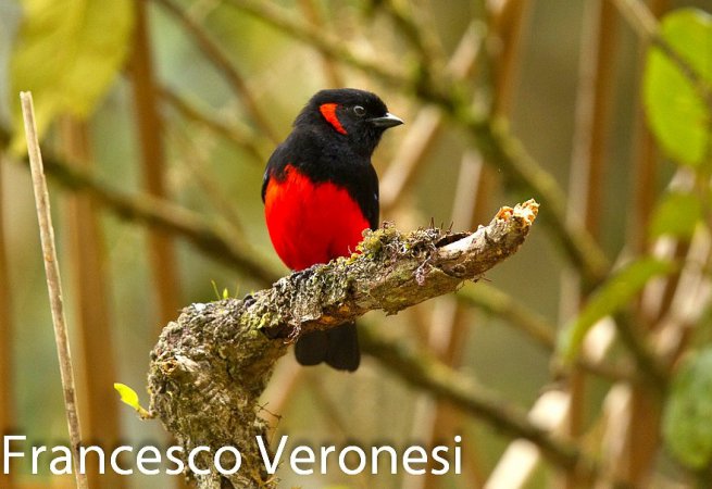 Photo (2): Scarlet-bellied Mountain-Tanager