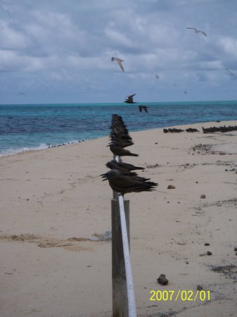 Photo (10): Brown Noddy