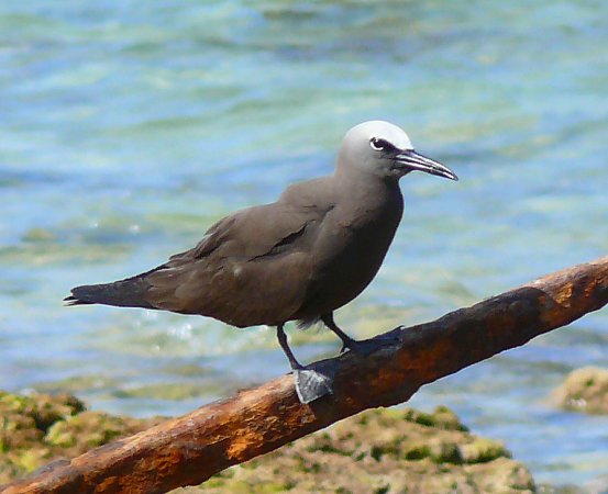 Photo (7): Brown Noddy