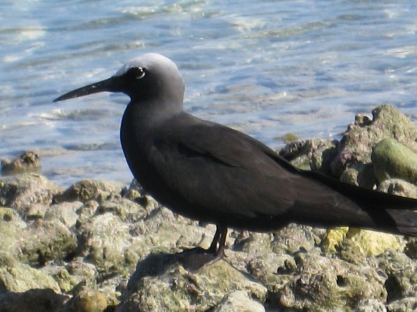 Photo (6): Brown Noddy