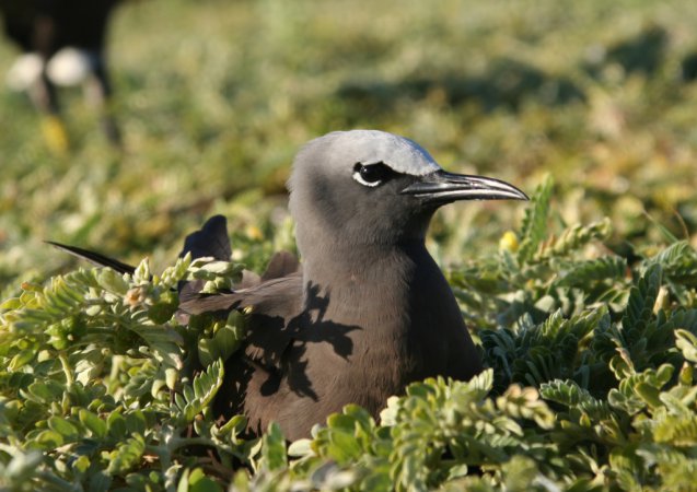 Photo (15): Brown Noddy