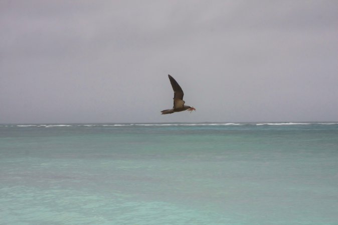Photo (9): Brown Noddy