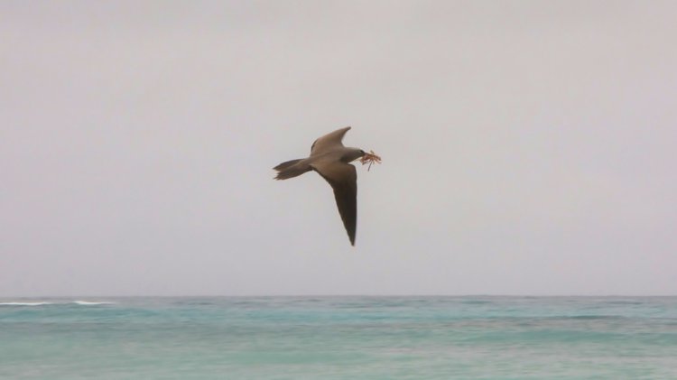 Photo (12): Brown Noddy