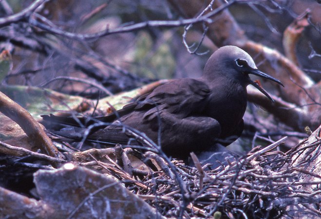 Photo (11): Brown Noddy