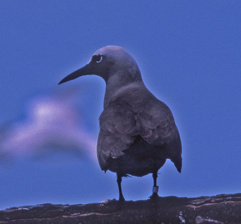 Photo (14): Brown Noddy