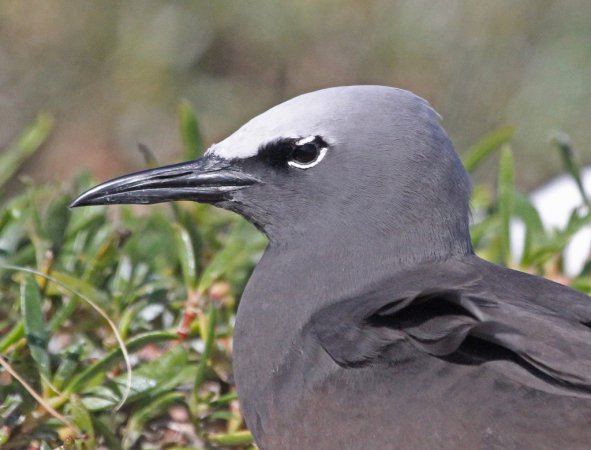 Photo (4): Brown Noddy