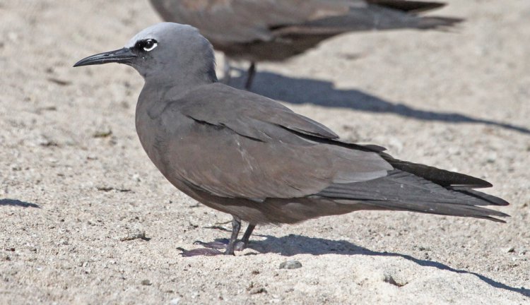 Photo (1): Brown Noddy