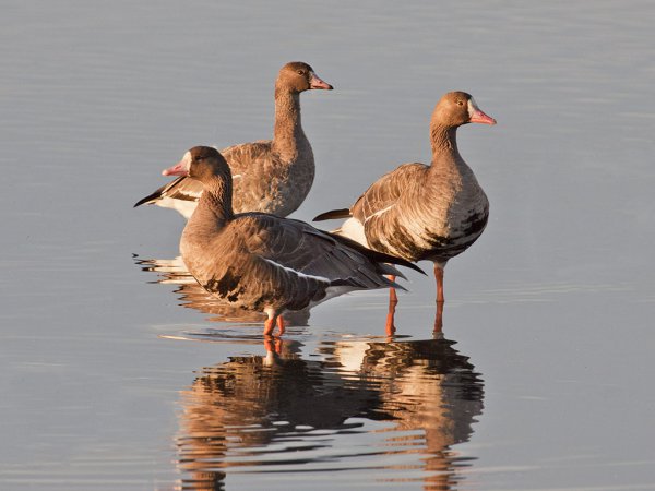 Photo (1): Greater White-fronted Goose